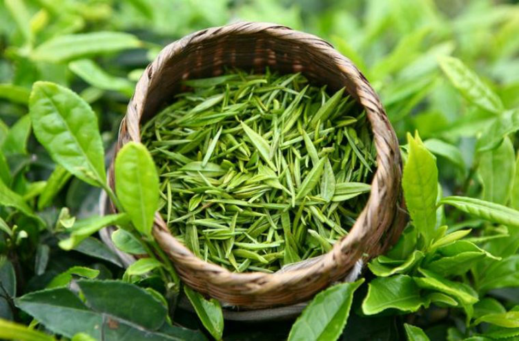 Đun nước lá này để qua đêm, hôm sau đem gội đầu giúp tóc khỏe từ chân tới ngọn, giảm hẳn gãy rụng lại dày mượt như suối