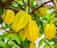 Loại quả chát miệng ít ai ngờ lại là “bí kíp” giúp hội chị em có làn da đẹp, vòng eo gọn phát mê