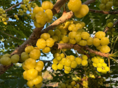 Thứ quả tên như nội tạng nhưng là tuổi thơ của nhiều người: Ăn đều cho tóc bóng da sáng, ai nhìn cũng khen trẻ lâu