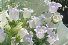 Trắc nghiệm: Bạn thích loài hoa nào nhất? Điều đó tiết lộ bạn là “nữ thần” như thế nào trong mắt đàn ông