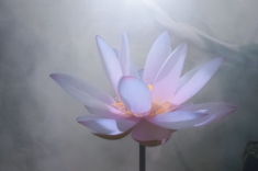 Trắc nghiệm: Người ấy có thật sự là “chân ái” của bạn không? Chọn một bông hoa sen để biết đáp án