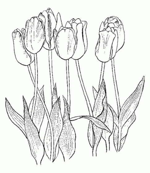 50 Tranh tô màu hoa tulip xin tươi nhất dễ tải dễ in Update 2023